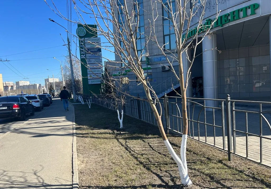 Почему побелка деревьев в городе — это бесполезная затея