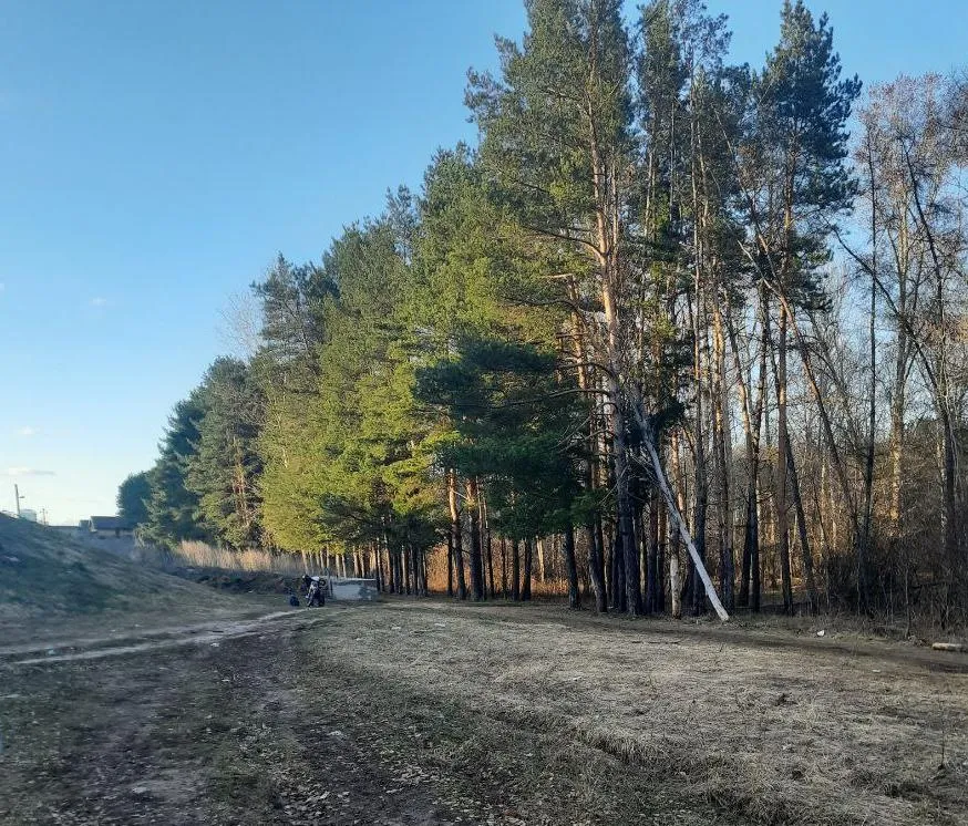 Азинский лес находится рядом с жилыми домами. Фото: Урбан Медиа