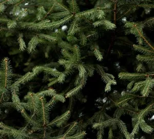 Казанцам рассказали, куда можно будет сдать новогодние елки после праздников
