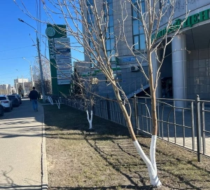 Почему побелка деревьев в городе — это бесполезная затея